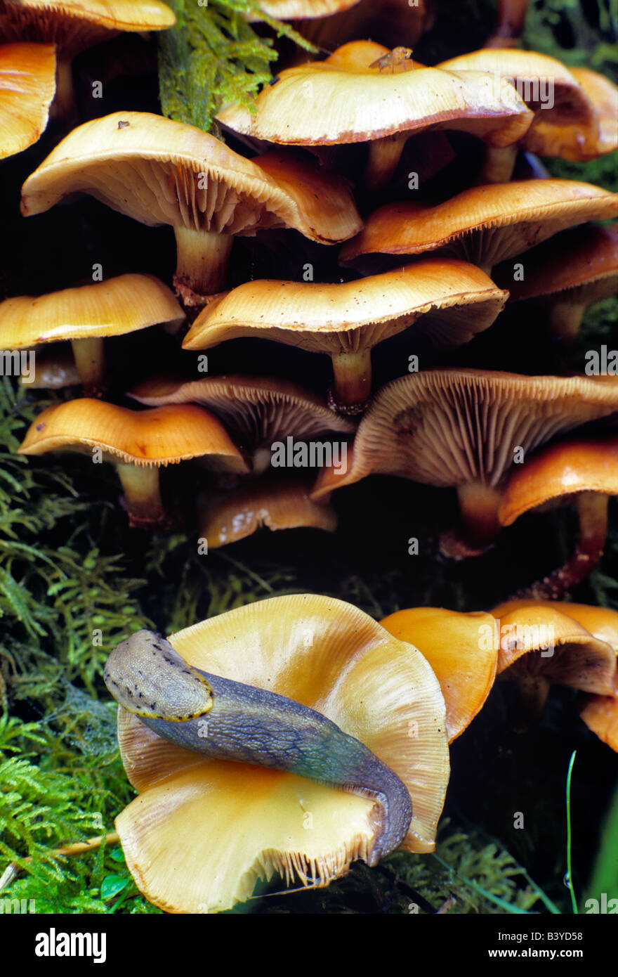 Mushrooms growing on old stump Near Siletz River Oregon Stock Photo Alamy