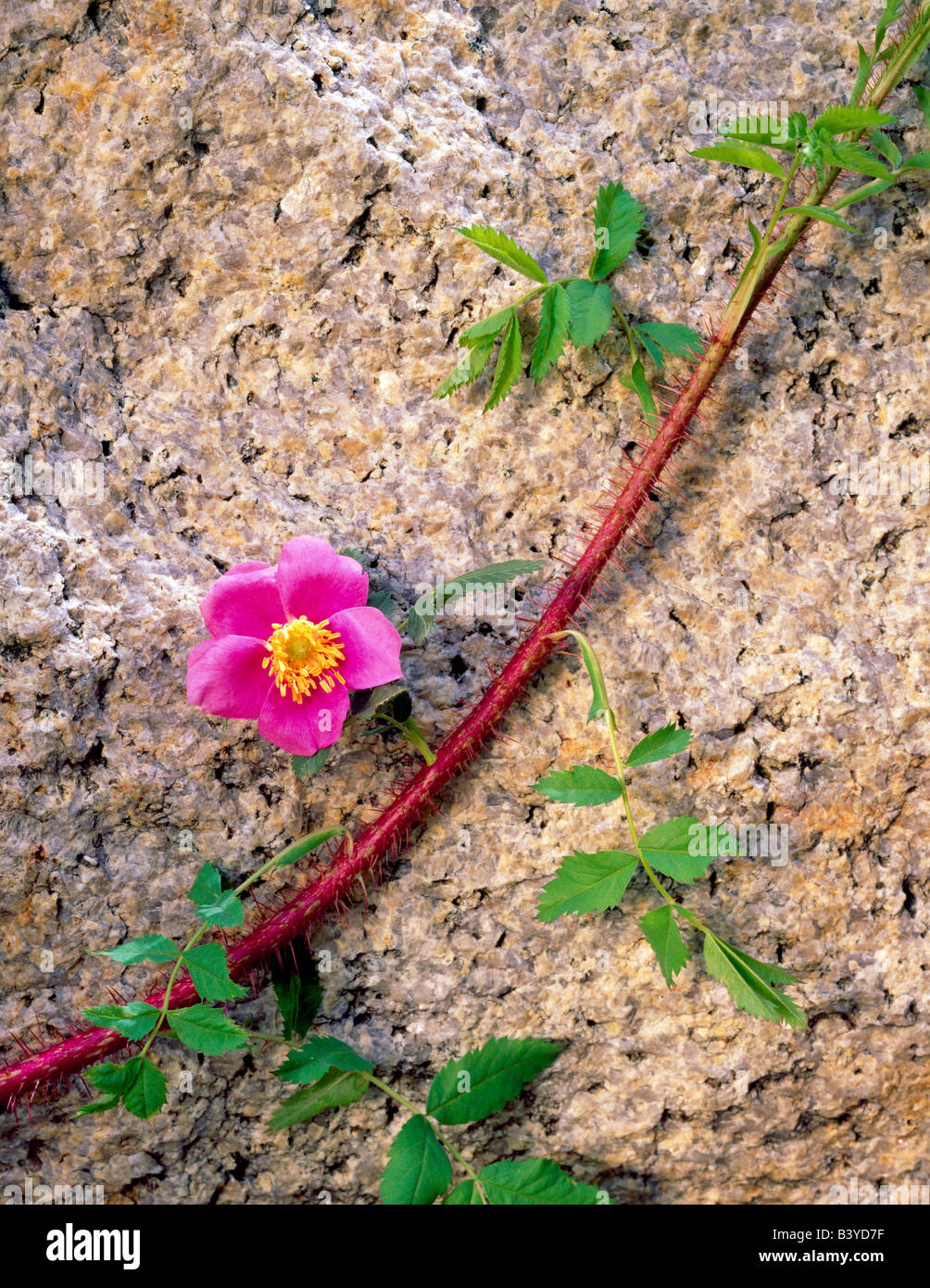 Rose flower and granite Inyo National Forest California Stock Photo