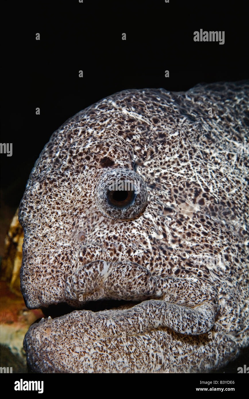 Anarrhichthys ocellatus hires stock photography and images Alamy