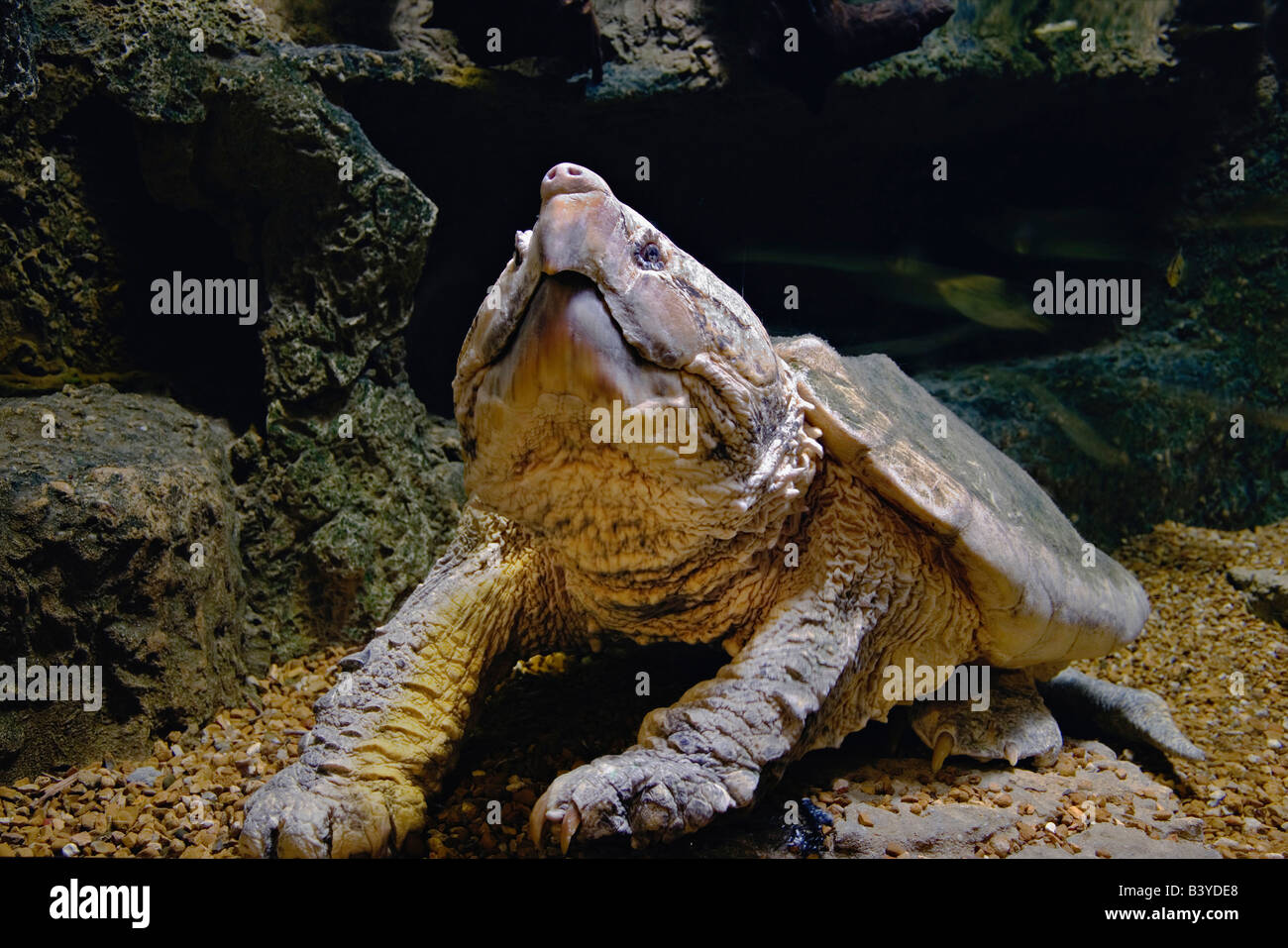 118 lb. Alligator Snapping Turtle, Macrochelys temmincki(Captive