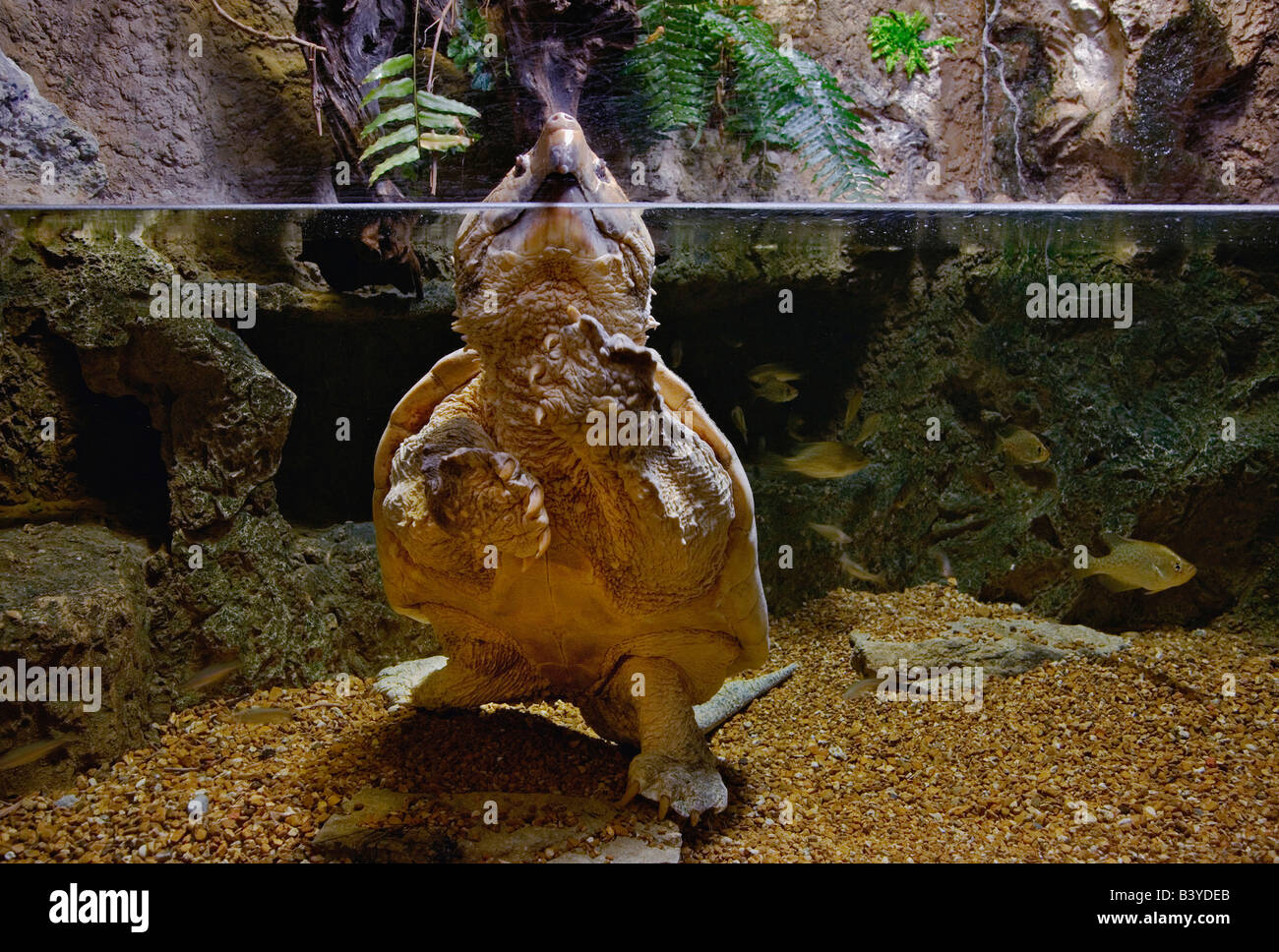 118 lb. Alligator Snapping Turtle, Macrochelys temmincki(Captive) Newport Aquarium, Newport, Kentucky Stock Photo