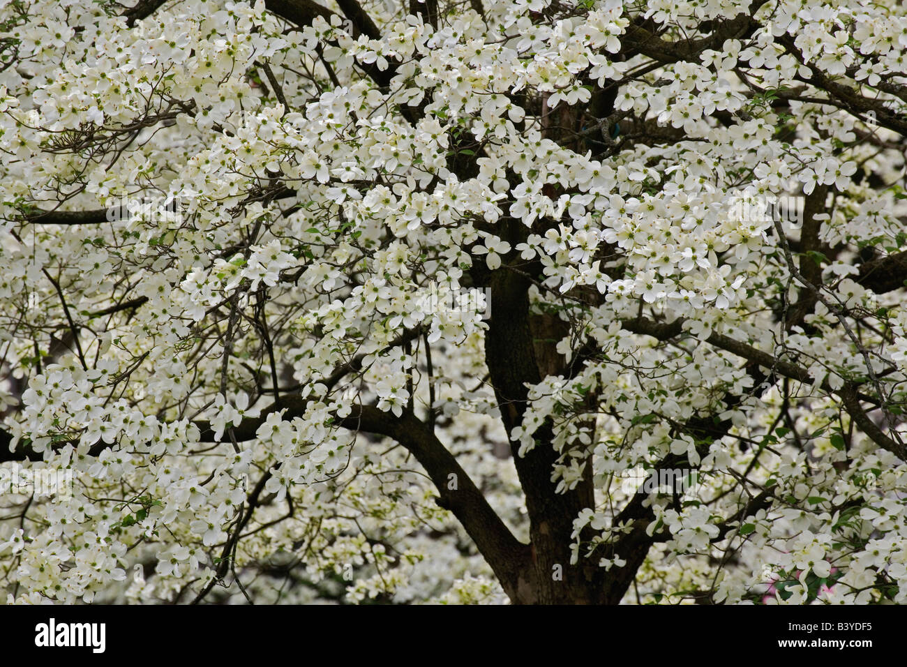 Giant Flowering Dogwood tree (Cornus florida) Louisville, Kentucky