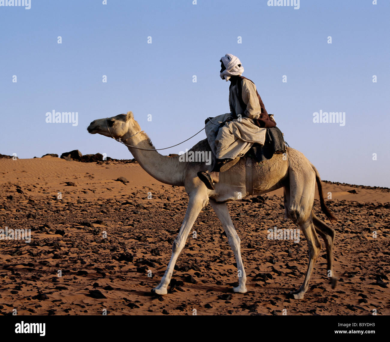 Sudan, Sahara Desert, Meroe. In late afternoon light, a camel rider ...
