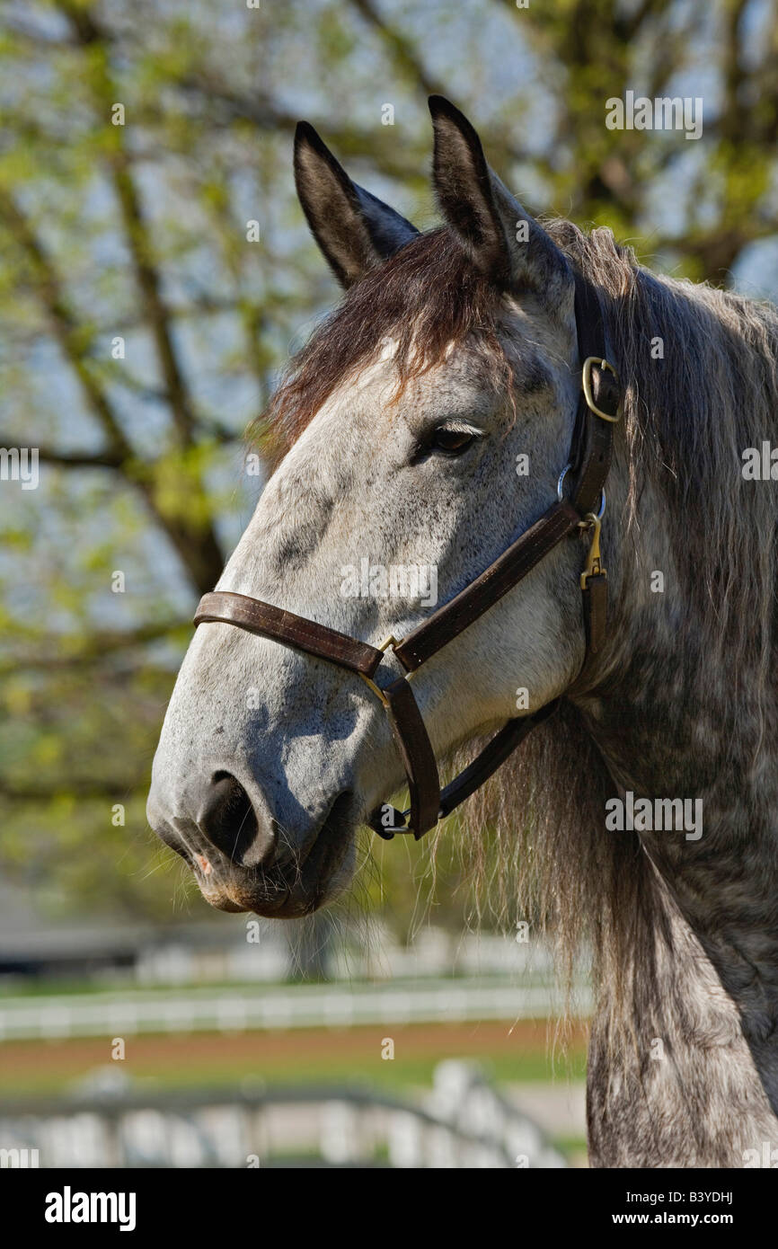 Portrait of horse, Kentucky Horse Park, Lexington, Kentucky Stock Photo