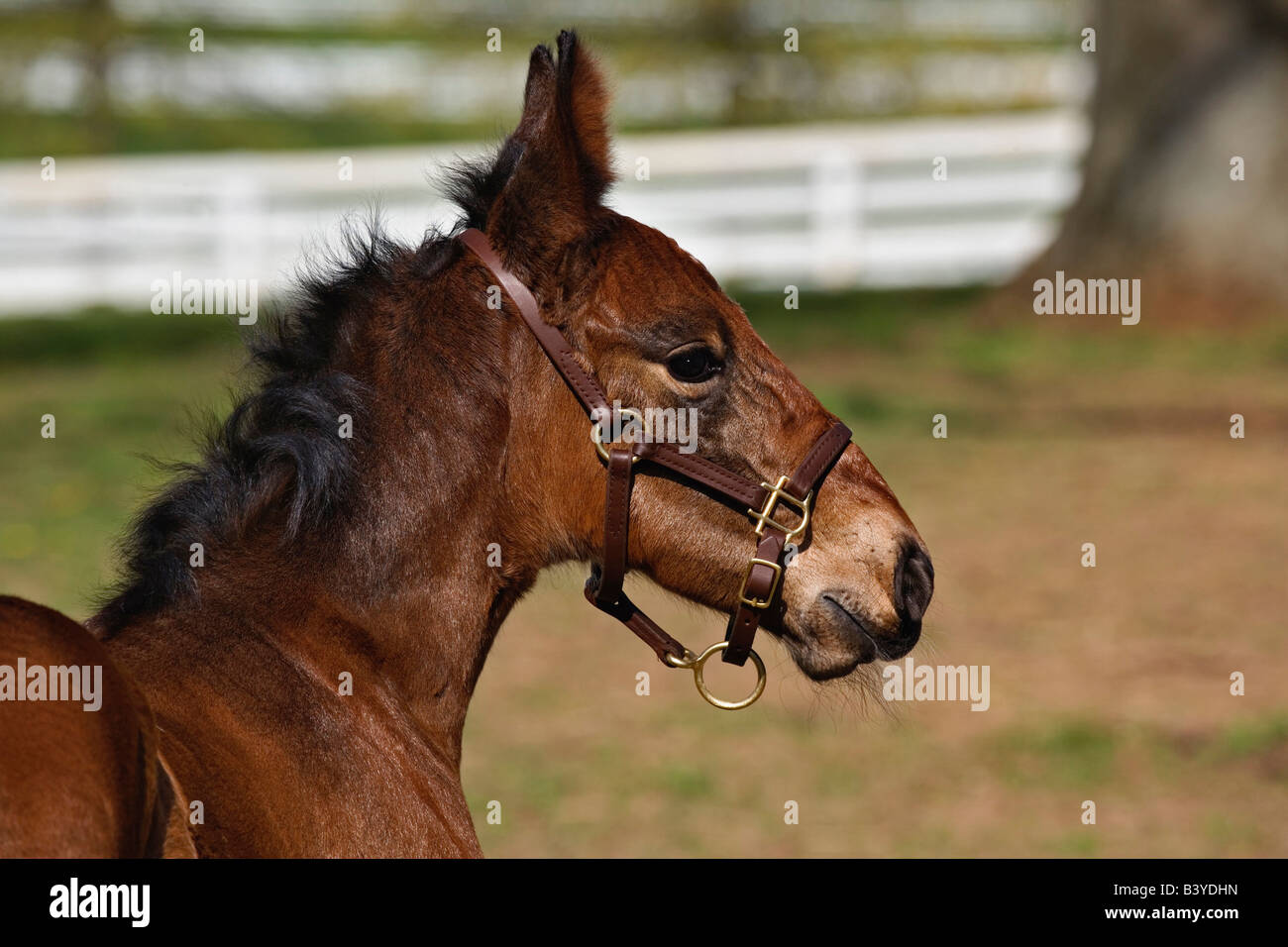 Young colt, Kentucky Horse Park, Lexington, Kentucky Stock Photo