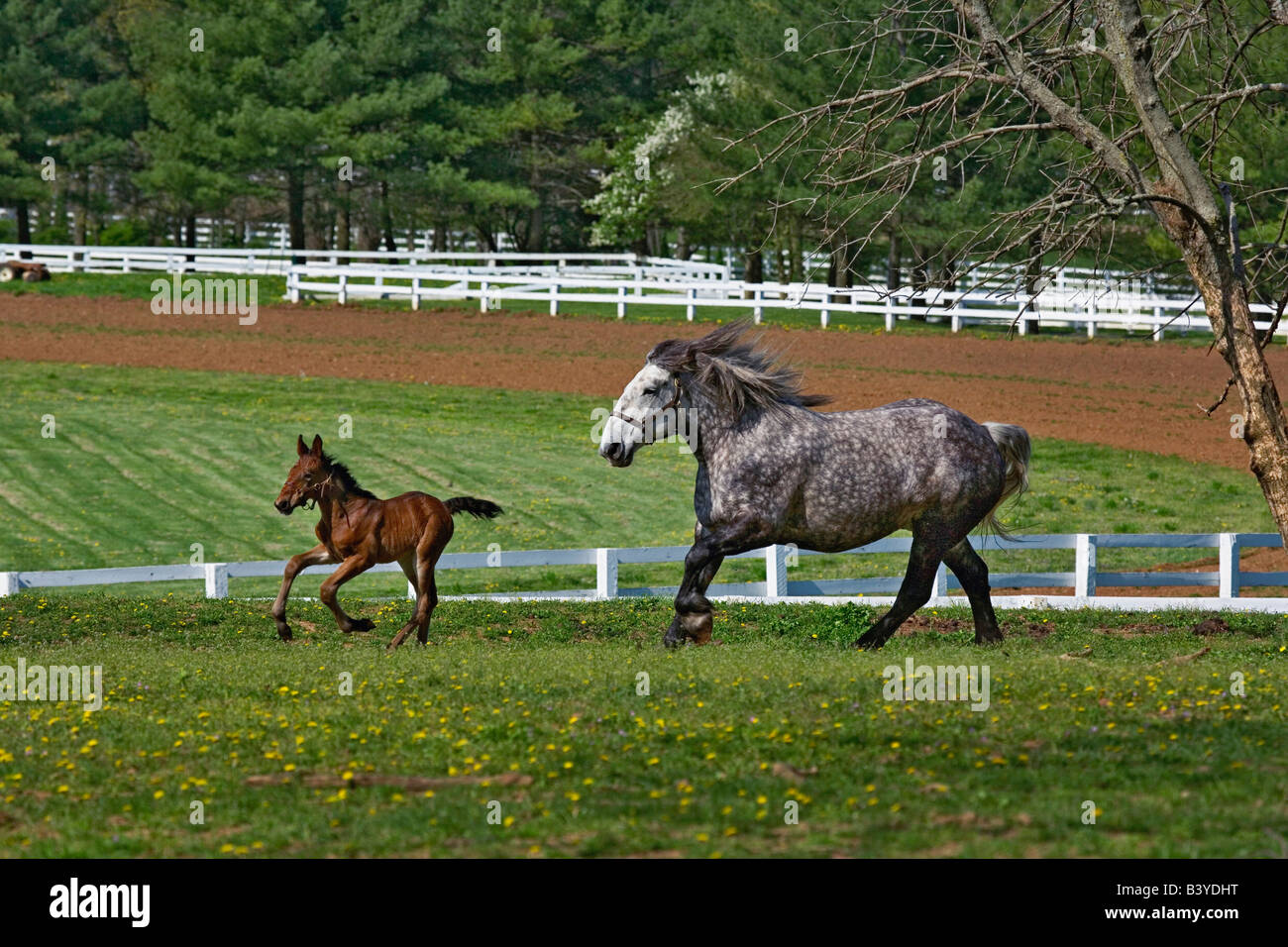 Mare and young colt running in paddock, Kentucky Horse Park, Lexington, Kentucky Stock Photo