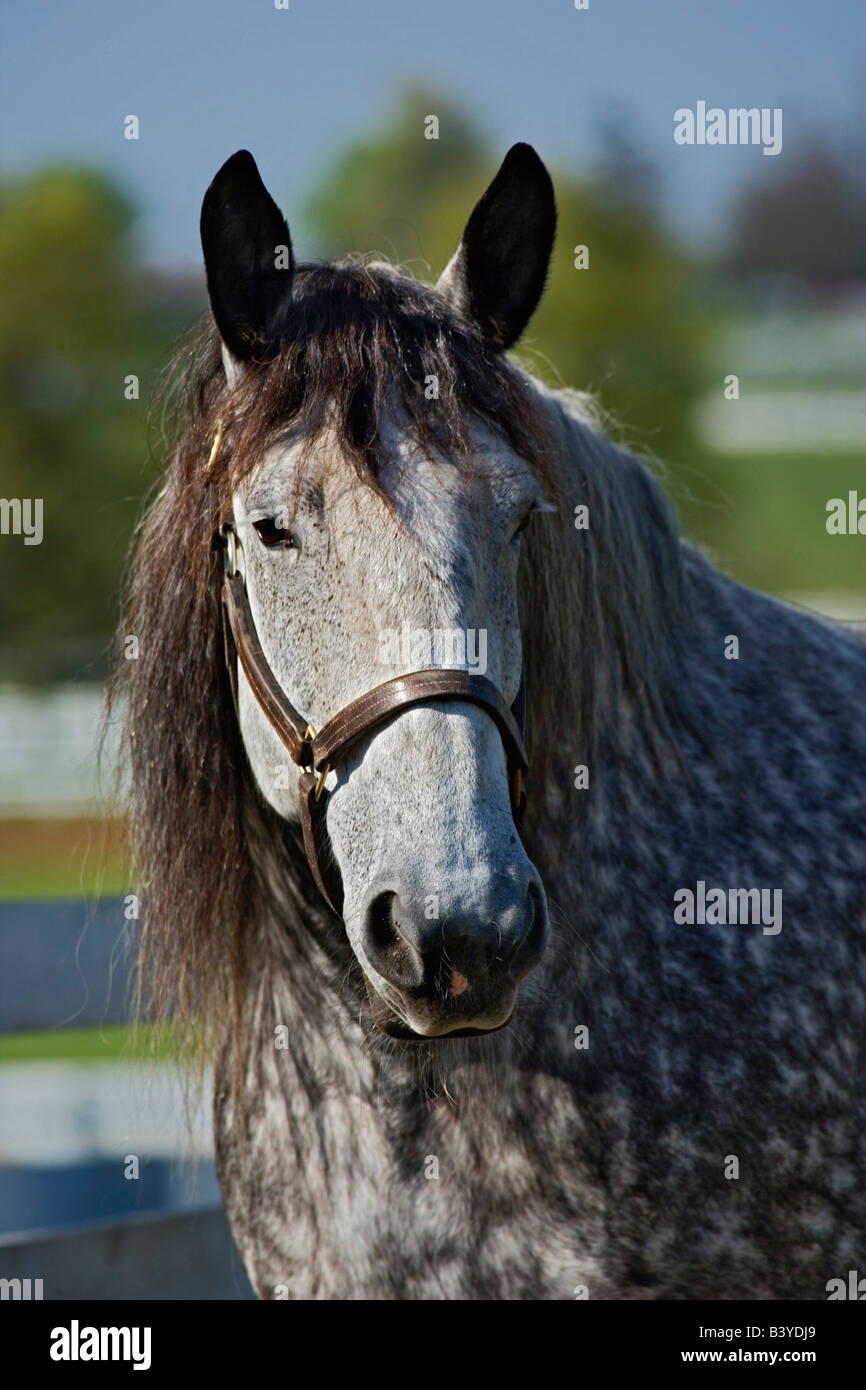 Horse portrait, Kentucky Horse Park, Lexington, Kentucky Stock Photo