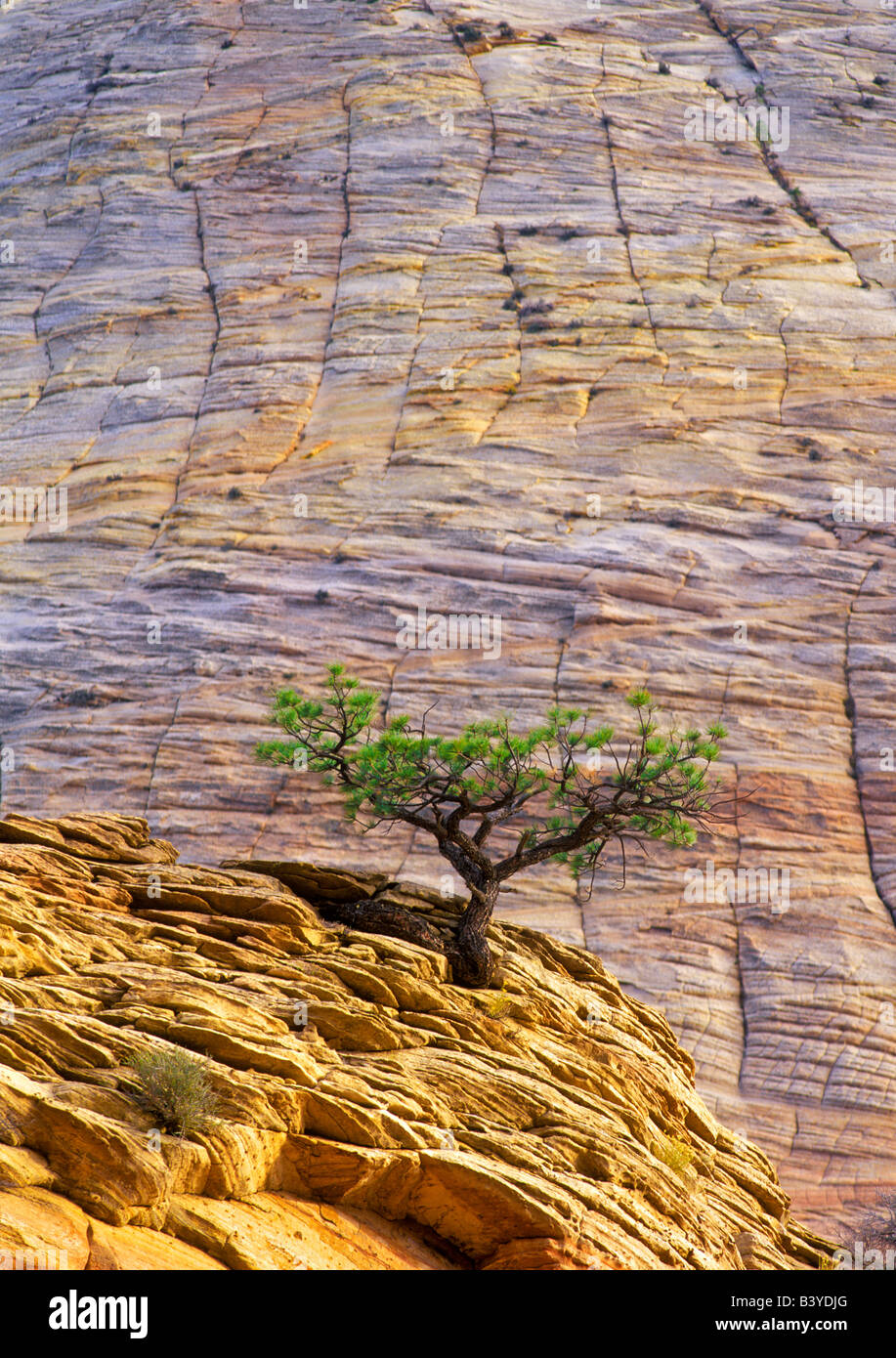 Lone Ponderosa Pine tree in sandstone cliff Zion National Park Utah