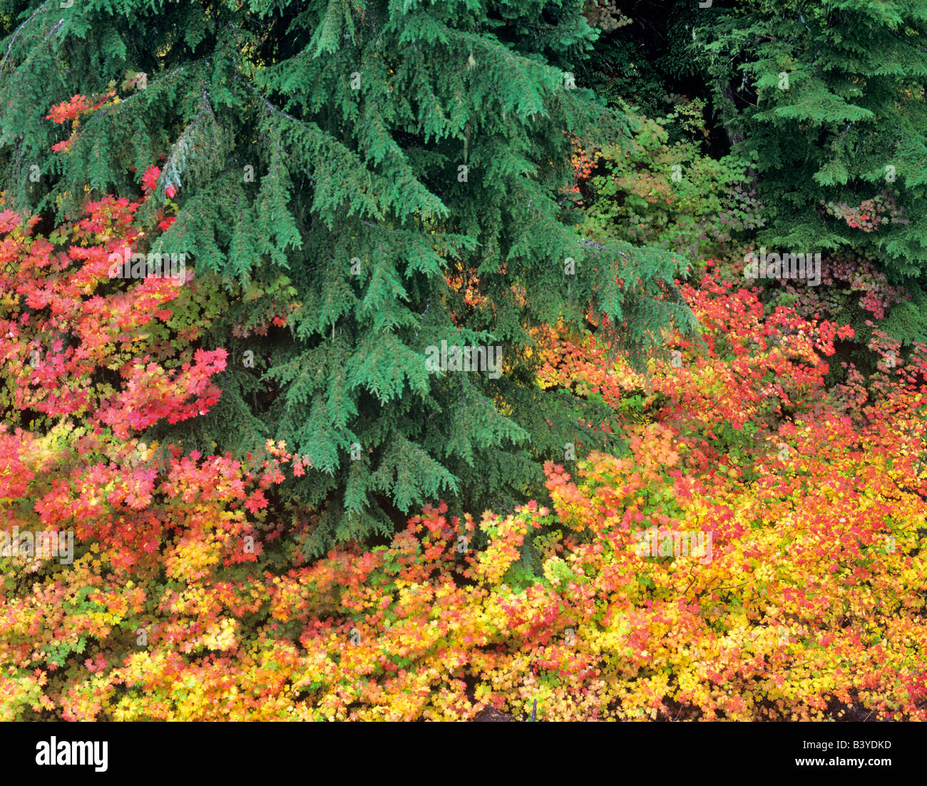 Vine Maple in fall color and hemlock trees Willamette National Forest Oregon Stock Photo