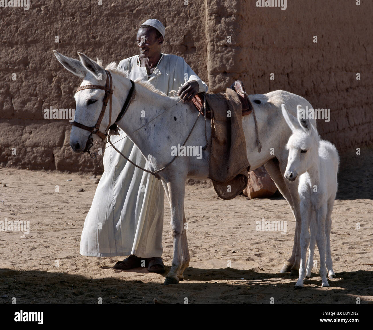 Sudan, Merowe. A Nubian man with his donkey and its pure white foal Stock Photo Alamy