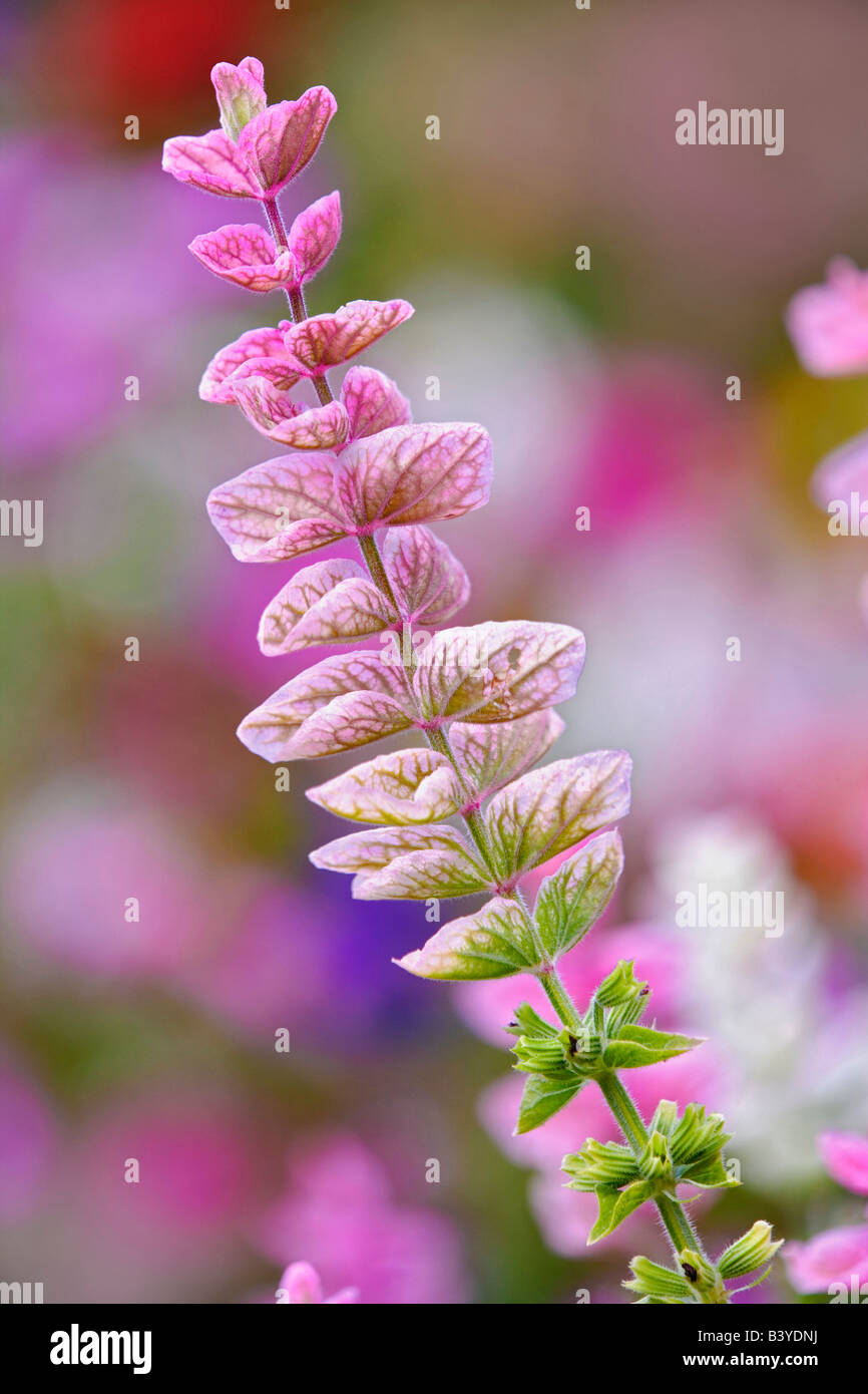 Single flower stem against out of focus background of flowers, Rockport