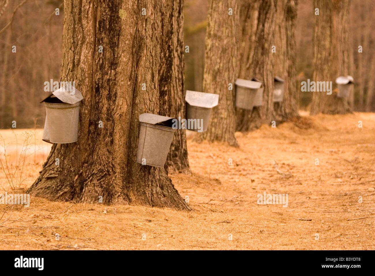 Tapping maple trees hires stock photography and images Alamy