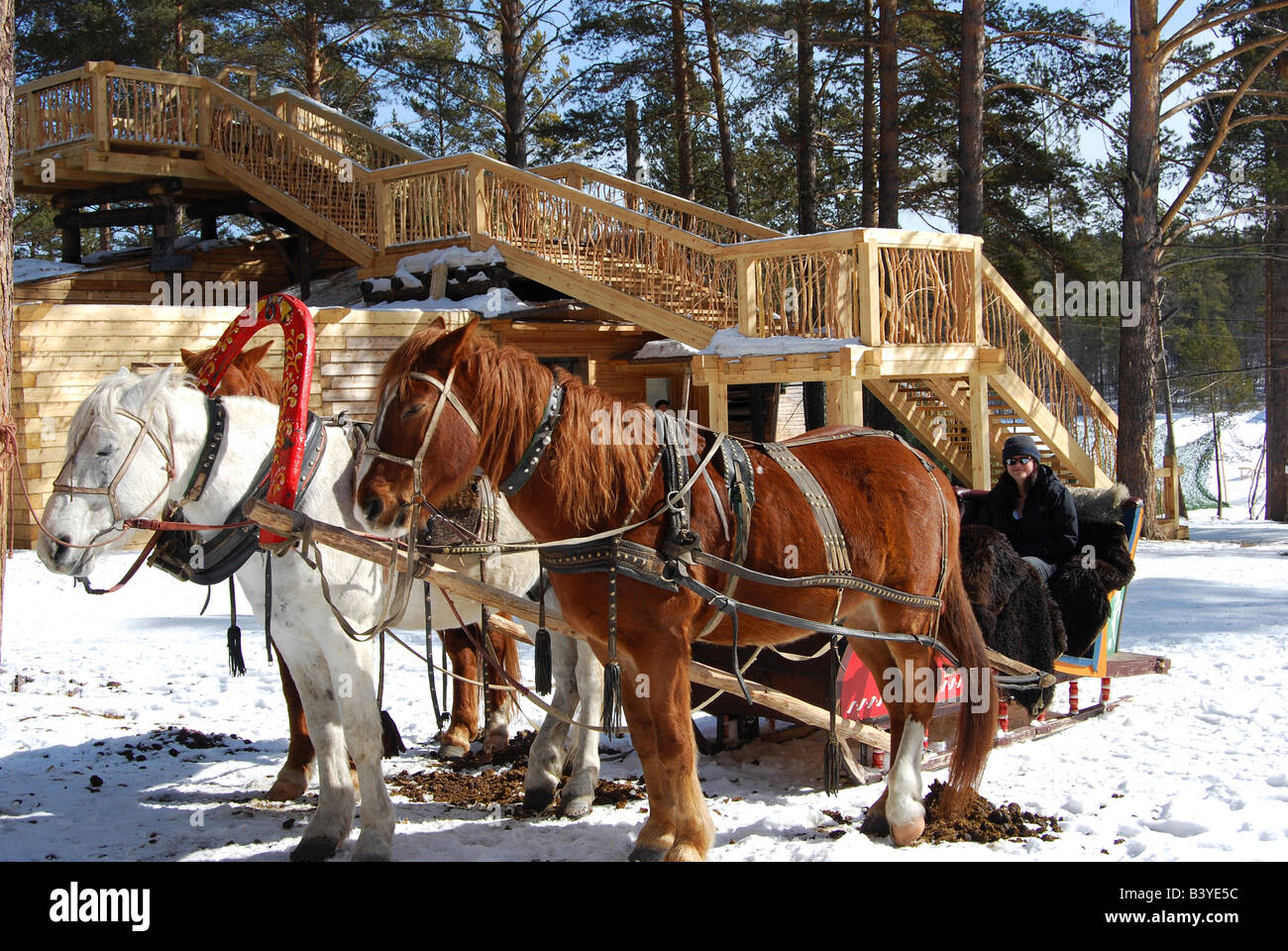 Riding in a troika Russian horse drawn sleigh near Listvyanka on Lake Baikal in Siberia Russia Stock Photo