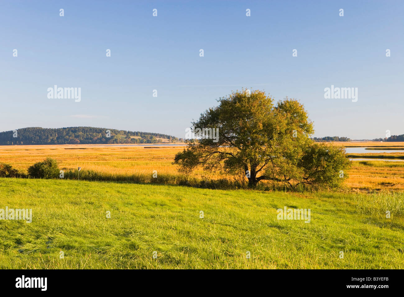 The signature view of the salt marshes and the Essex River at the Essex County Greenbelt Association's Cox Reservation. Stock Photo