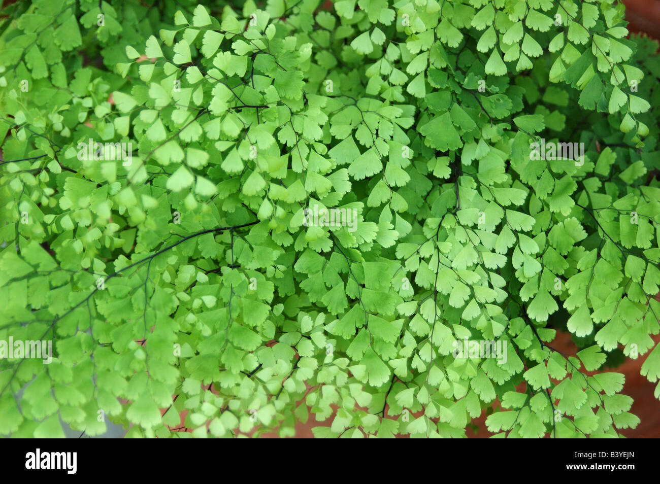 U S A Massachusetts Boylston Tower Hill Botanic Garden Stock