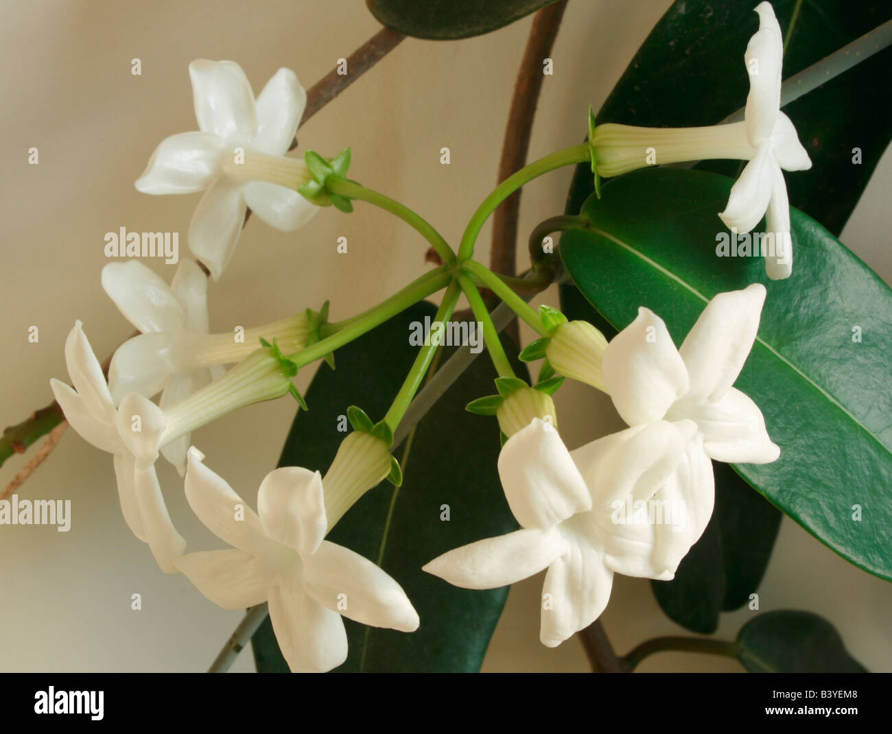Stephanotis flowers Stock Photo Alamy