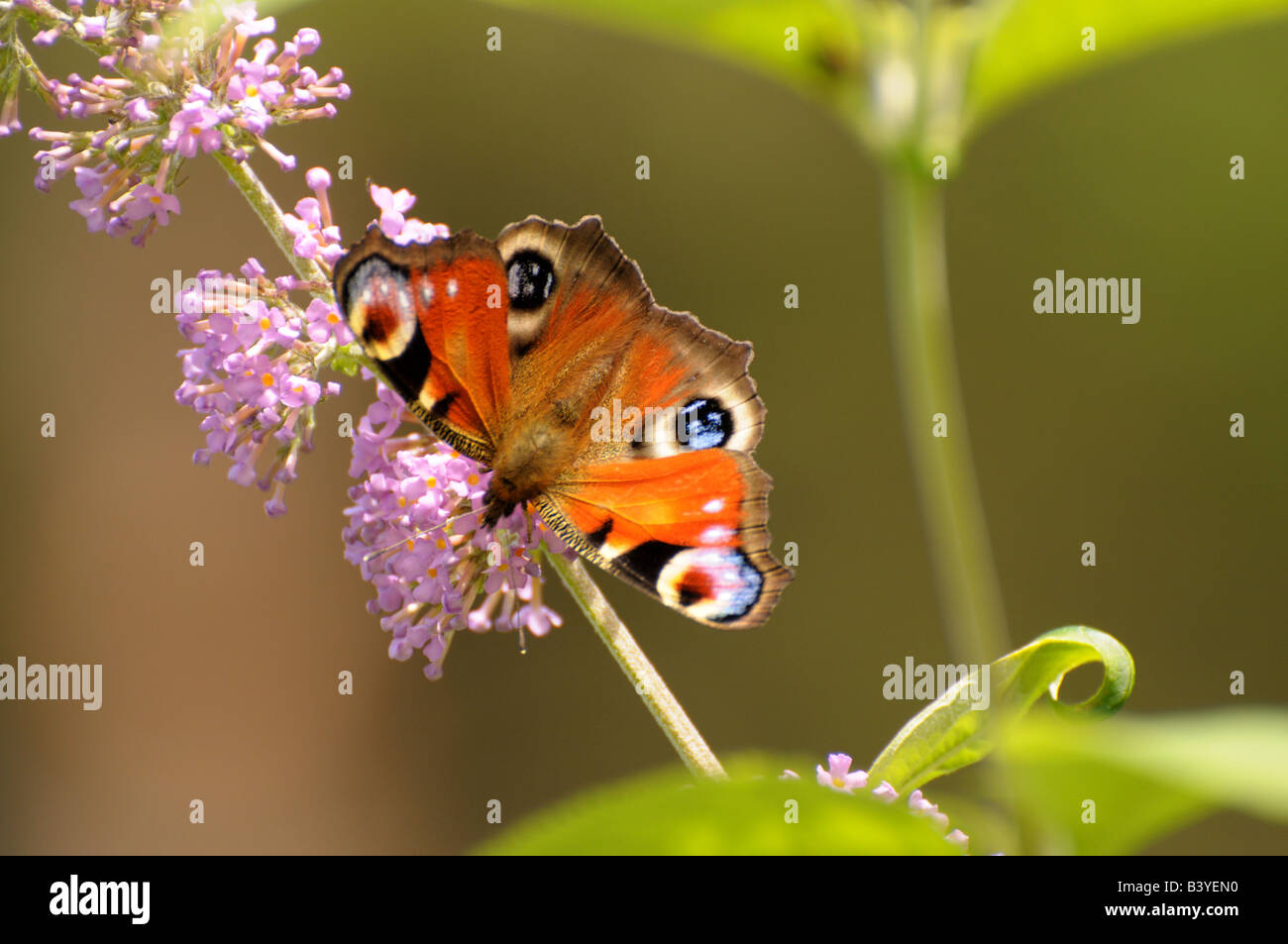 uk peacock butterfly Stock Photo - Alamy