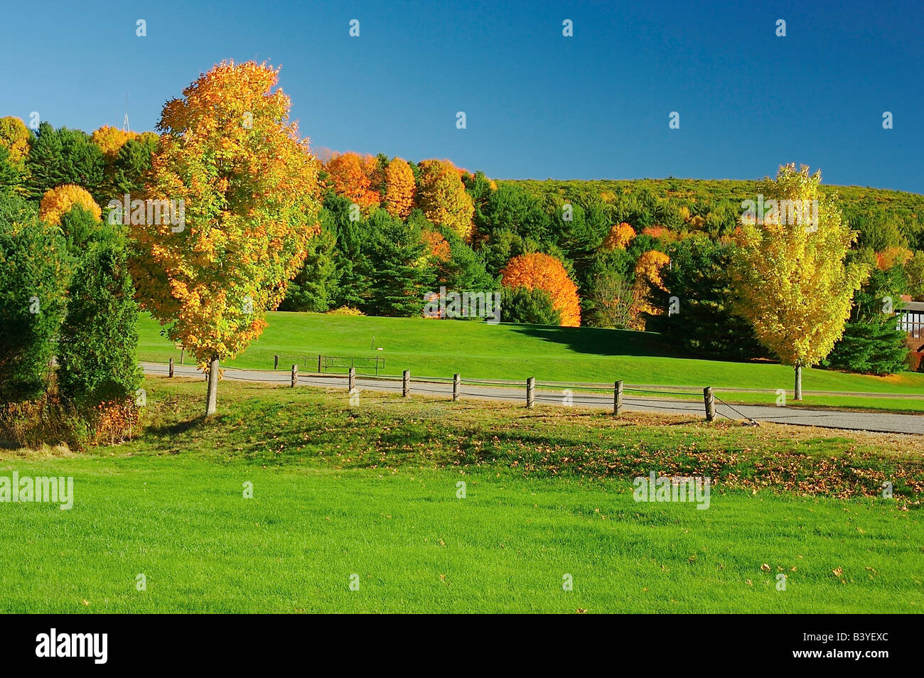 North America, USA, Massachusetts, Northfield. Evergreens, grass, and