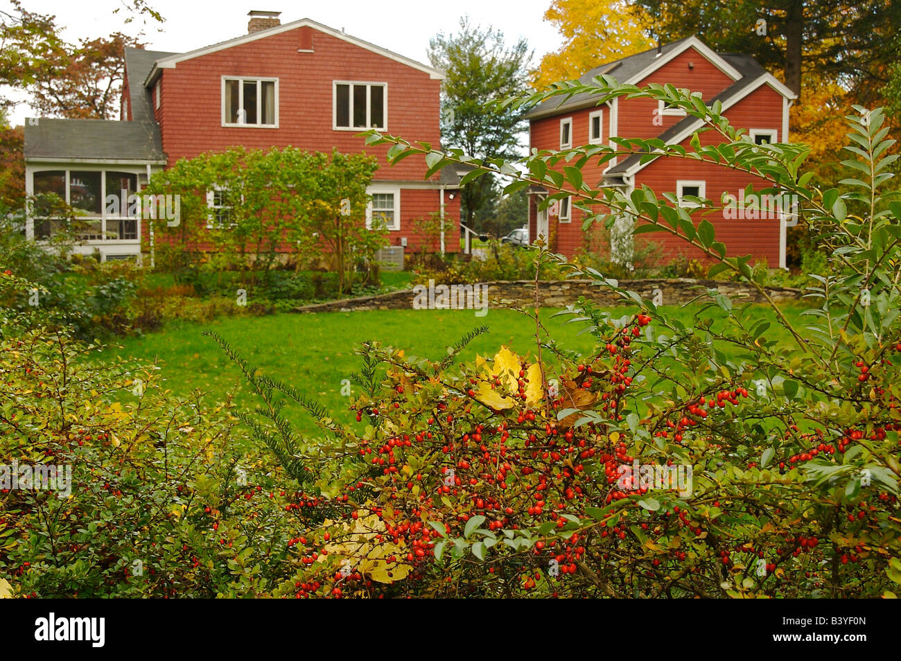 North America, USA, Massachusetts, Amherst.  Red berries frame a view towards a red home and apartment. Stock Photo