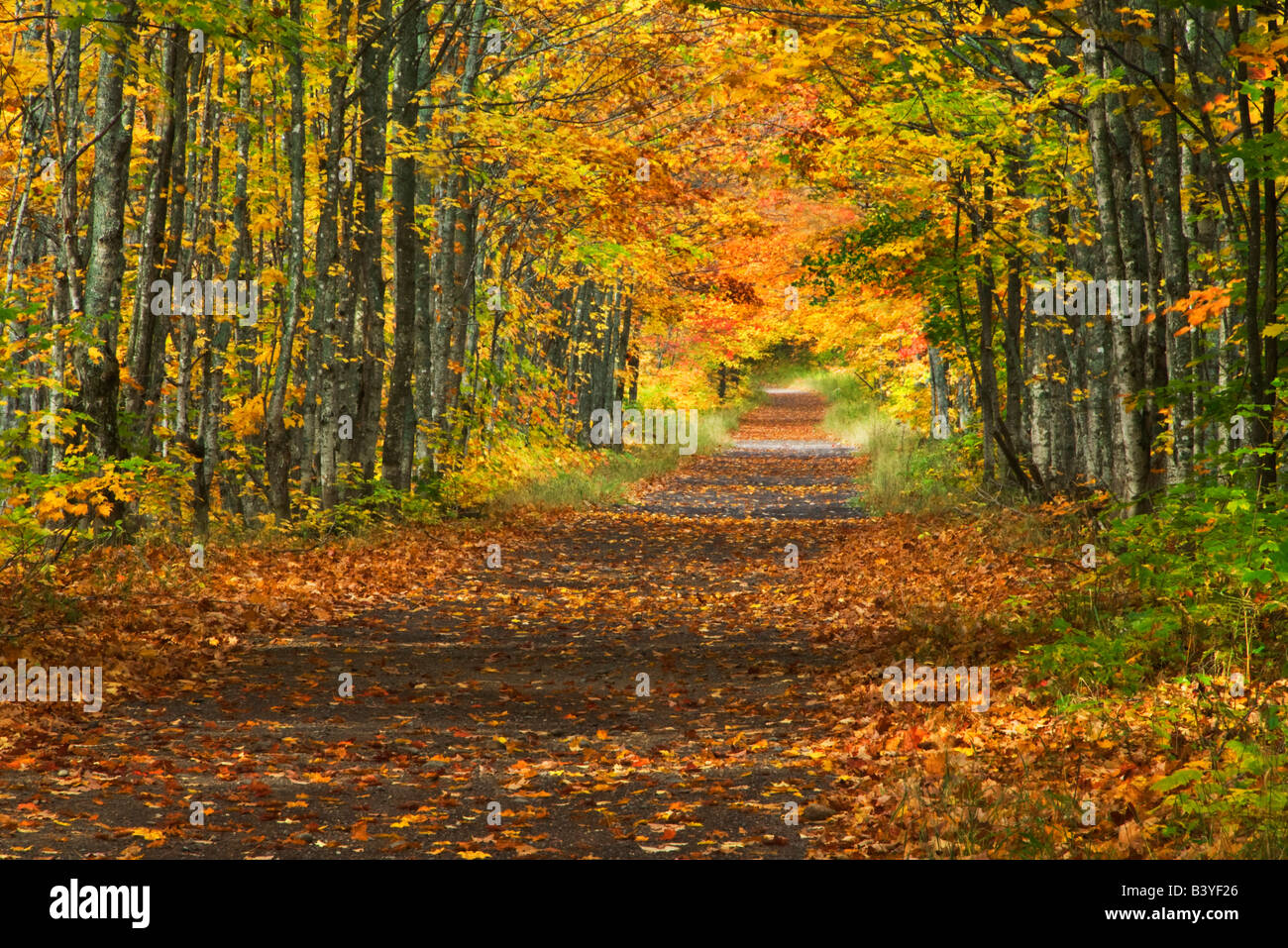 USA, Michigan, Upper Peninsula. Roadway Into Fall Foliage Stock Photo ...