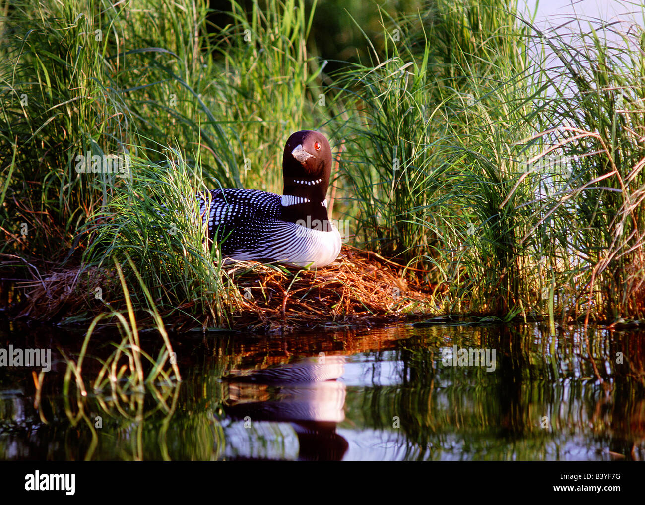 USA, Minnesota, Common Loon, Nest, Leech Lake Stock Photo Alamy