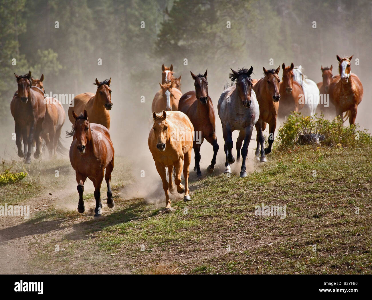 Horses running during roundup, Montana Stock Photo