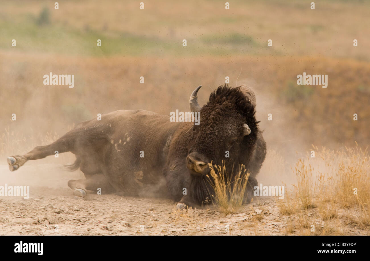 Bull Dust High Resolution Stock Photography and Images - Alamy