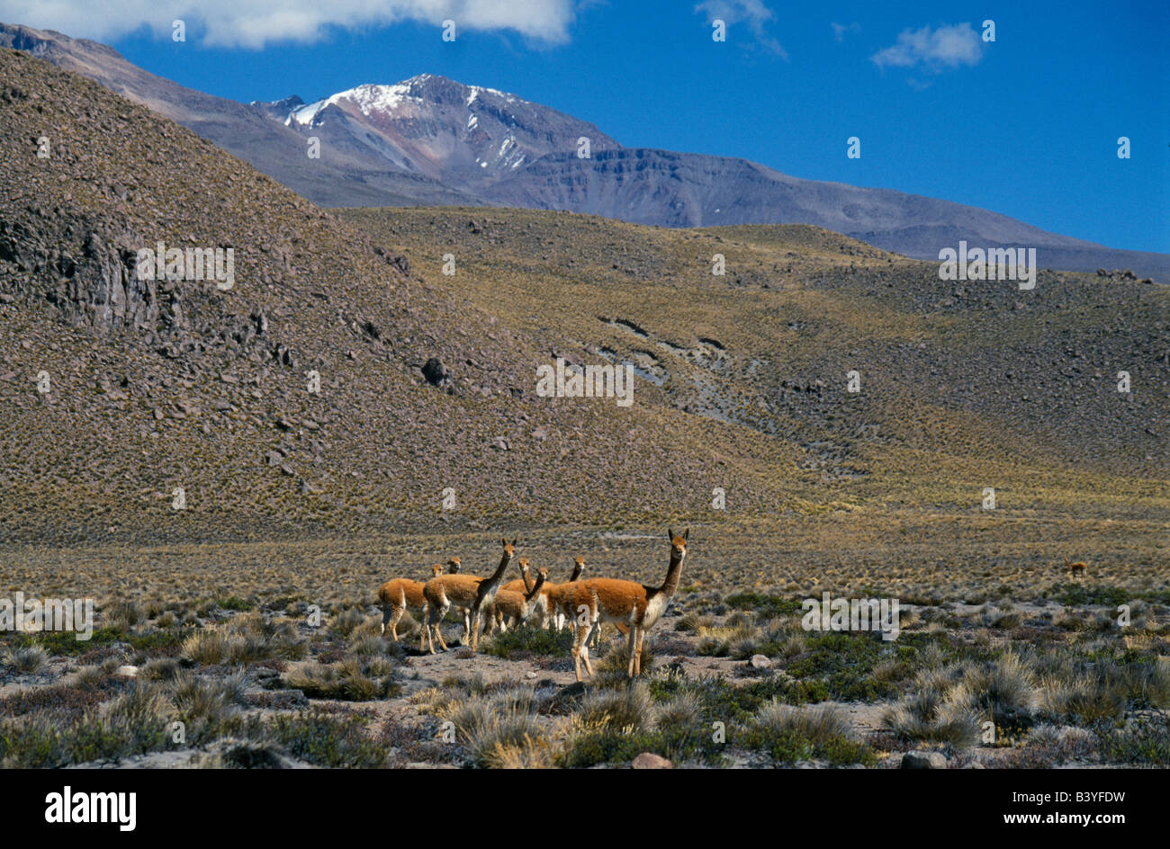 Peru, Arequipa. Vicuna (wild members of llama family) on High Plateau between Arequipa and Colca Canyon Stock Photo