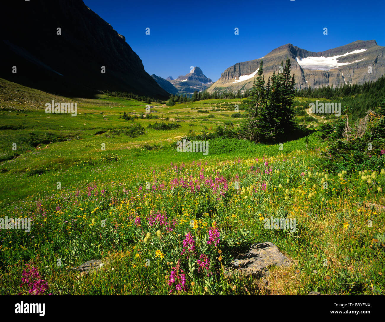 Alpine wildflowers in Preston Park in Glacier National Park in Montana ...