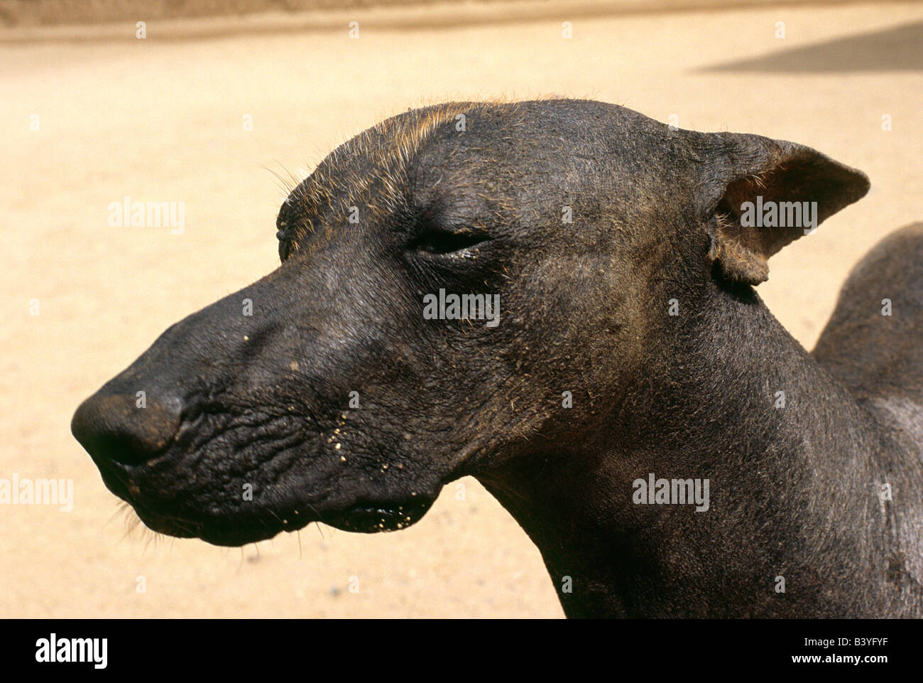 Peru, Trujillo, Chan Chan. A Peruvian hairless dog helps guard the Chimu site of Chan Chan in northern Peru. This breed is thought to have been around before the Incas and served as a lap dog (the breed is warm to the touch) and a source of meat for Peruvian nobility. Stock Photo