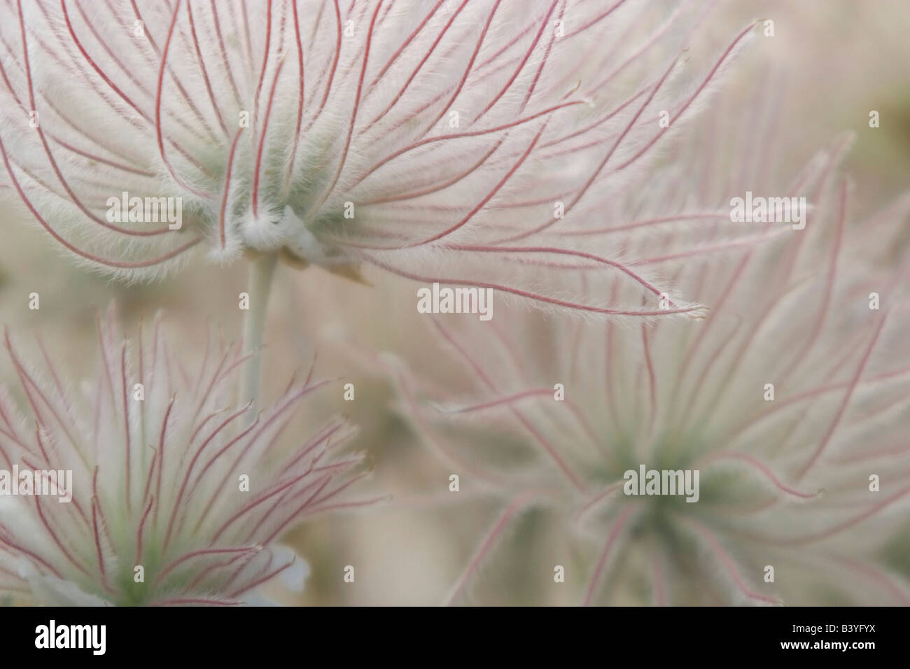 USA, Nevada, Las Vegas, Red Rock State Park. A close-up view of Apache plume flowers. Stock Photo