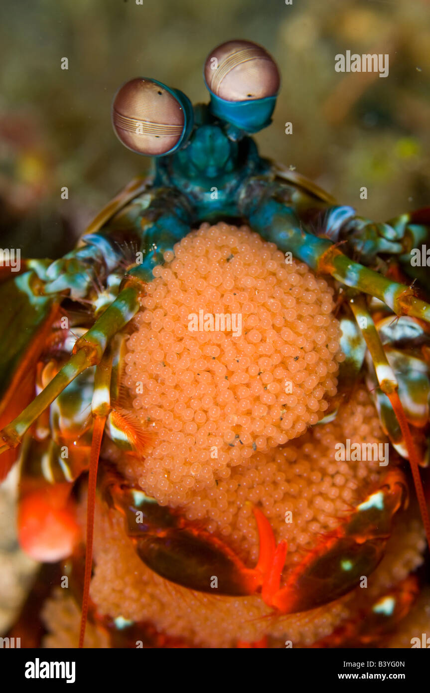 Mantis Shrimp Odontodactylus scyllarus with brood of eggs in Lembeh Strait Indonesia Stock Photo