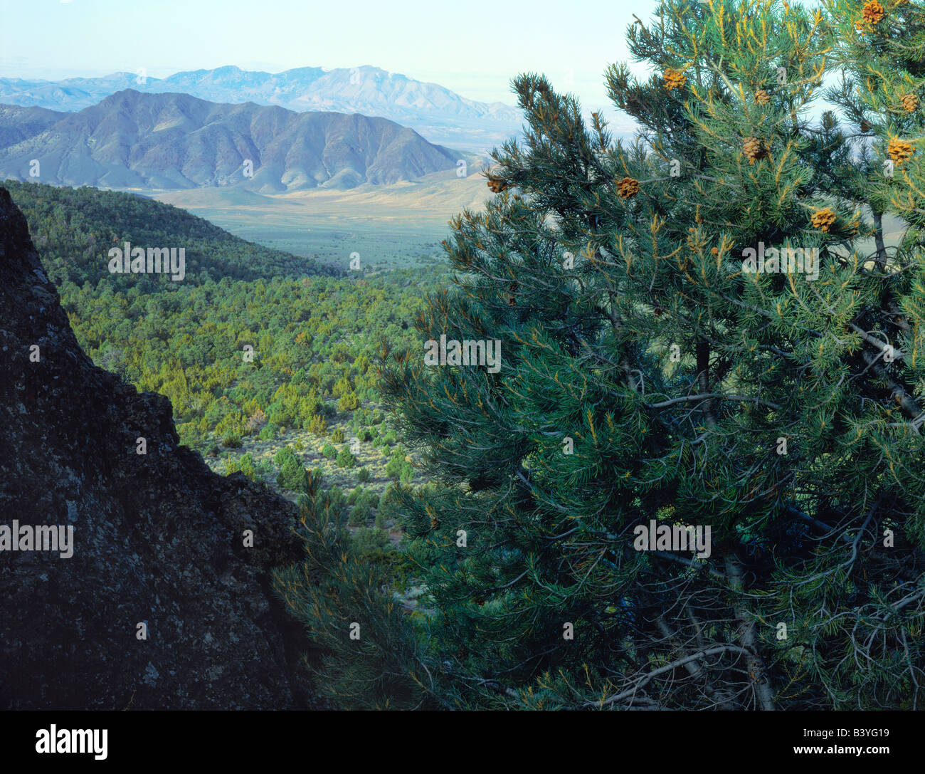 NEVADA. USA. Pinyon pine above pinyon/juniper forest on slopes of Desatoya Mountains. Fairview Peak in far distance. Great Basin Stock Photo