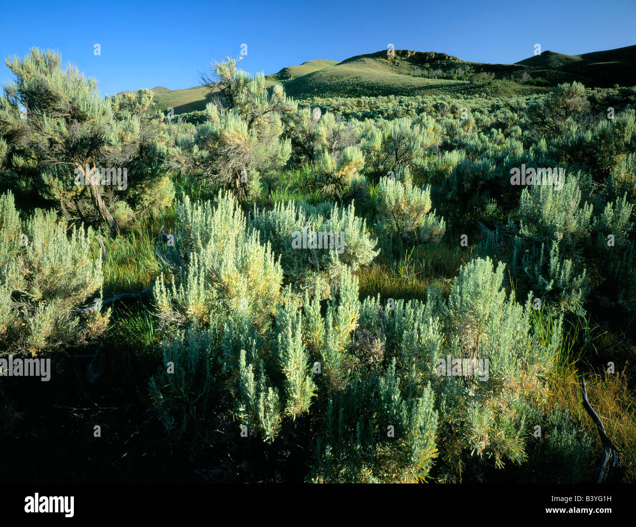 NEVADA. USA. Big sagebrush on hills above Marys River. BLM public