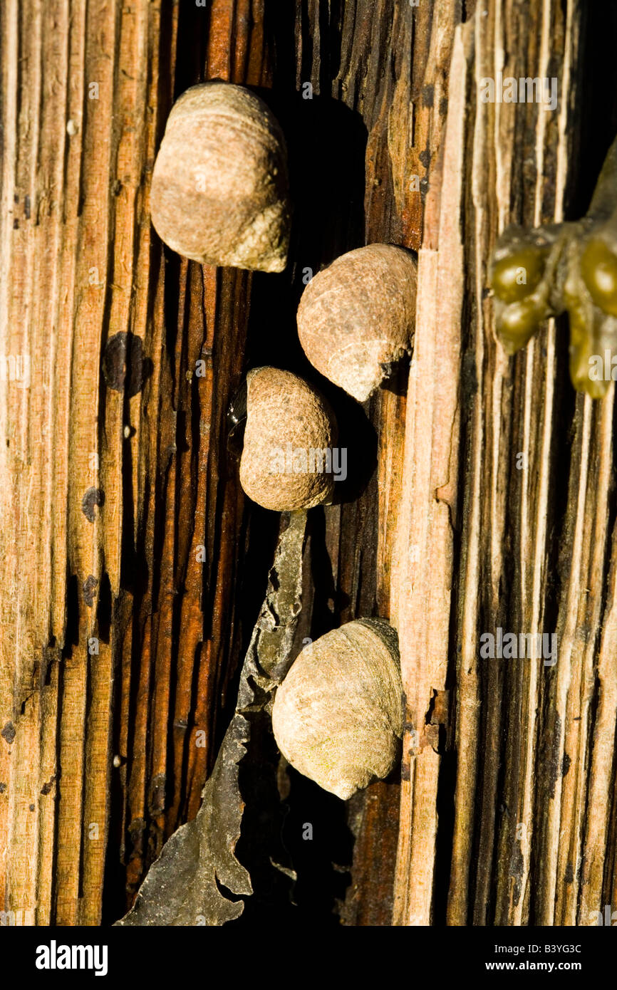 Periwinkles on an old pier piling at the Creek Farm Preserve in Portsmouth, New Hampshire Stock Photo