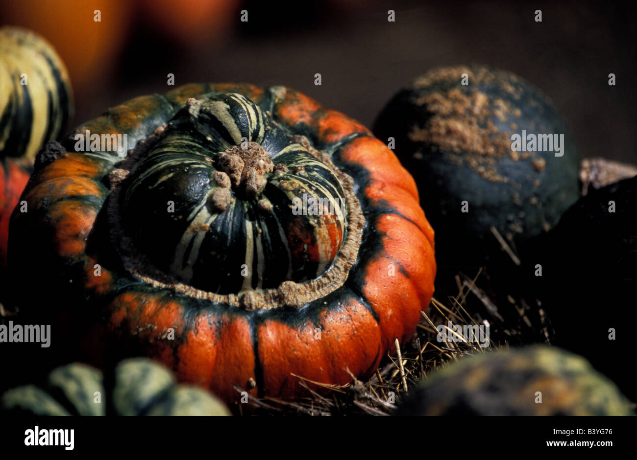 North America, United States, New England. Fall gourds. Stock Photo