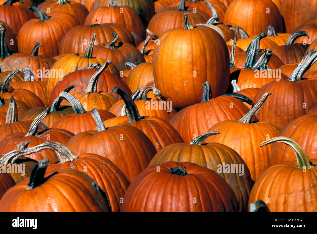 North America, United States, New England. Fall pumpkins. Stock Photo