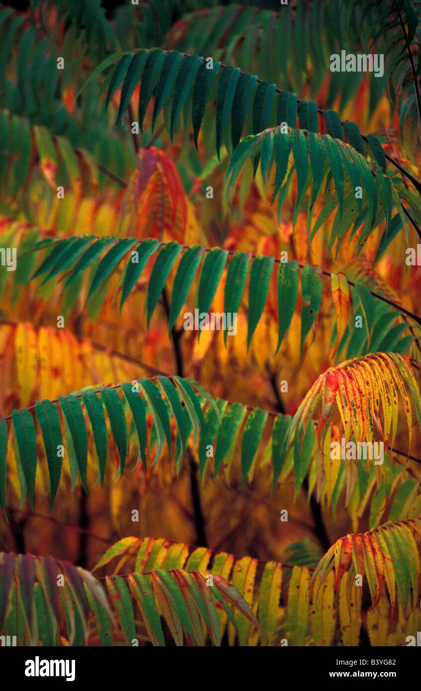 North America, United States, New England. The Sumac in the Fall. Stock Photo