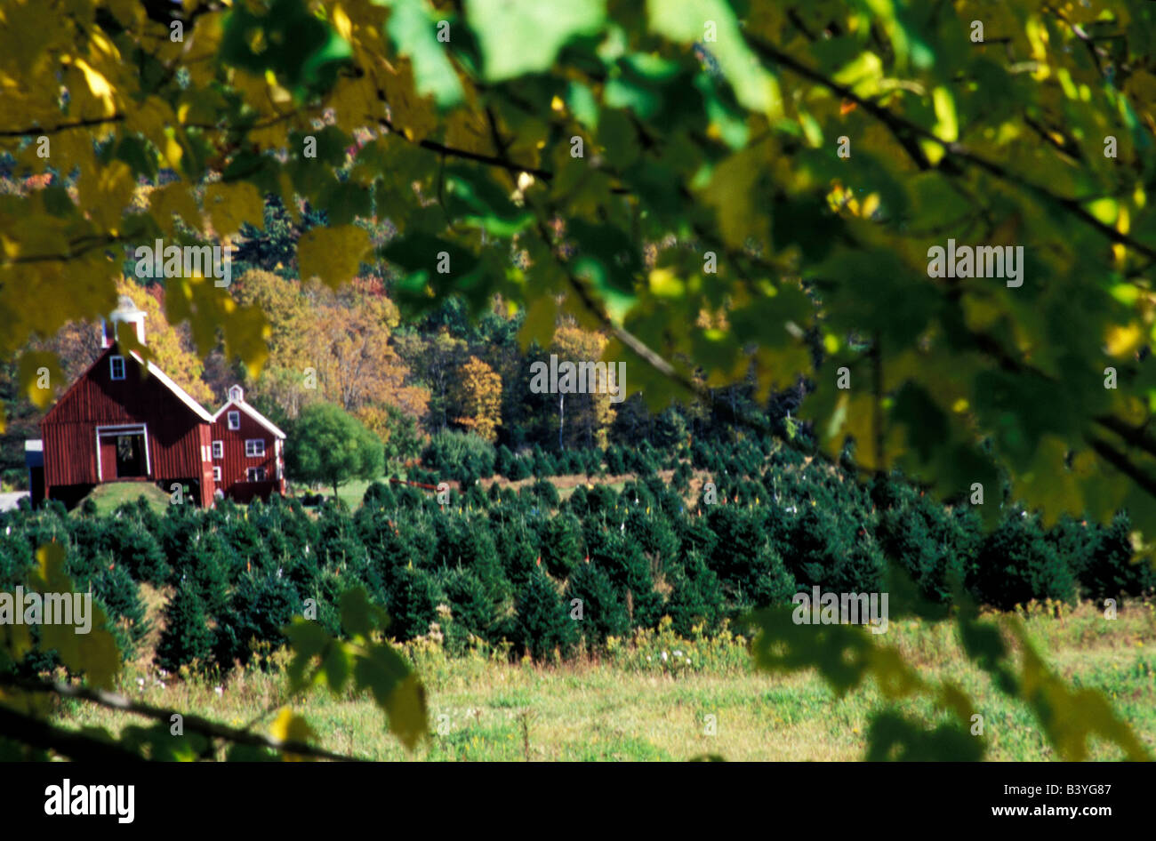 North America, United States, New England. Christmas tree farm. Stock Photo
