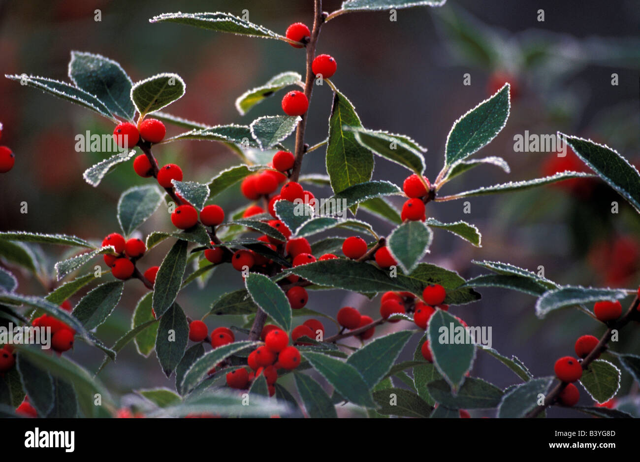 North America, United States, New England. Holly berries with frost. Stock Photo