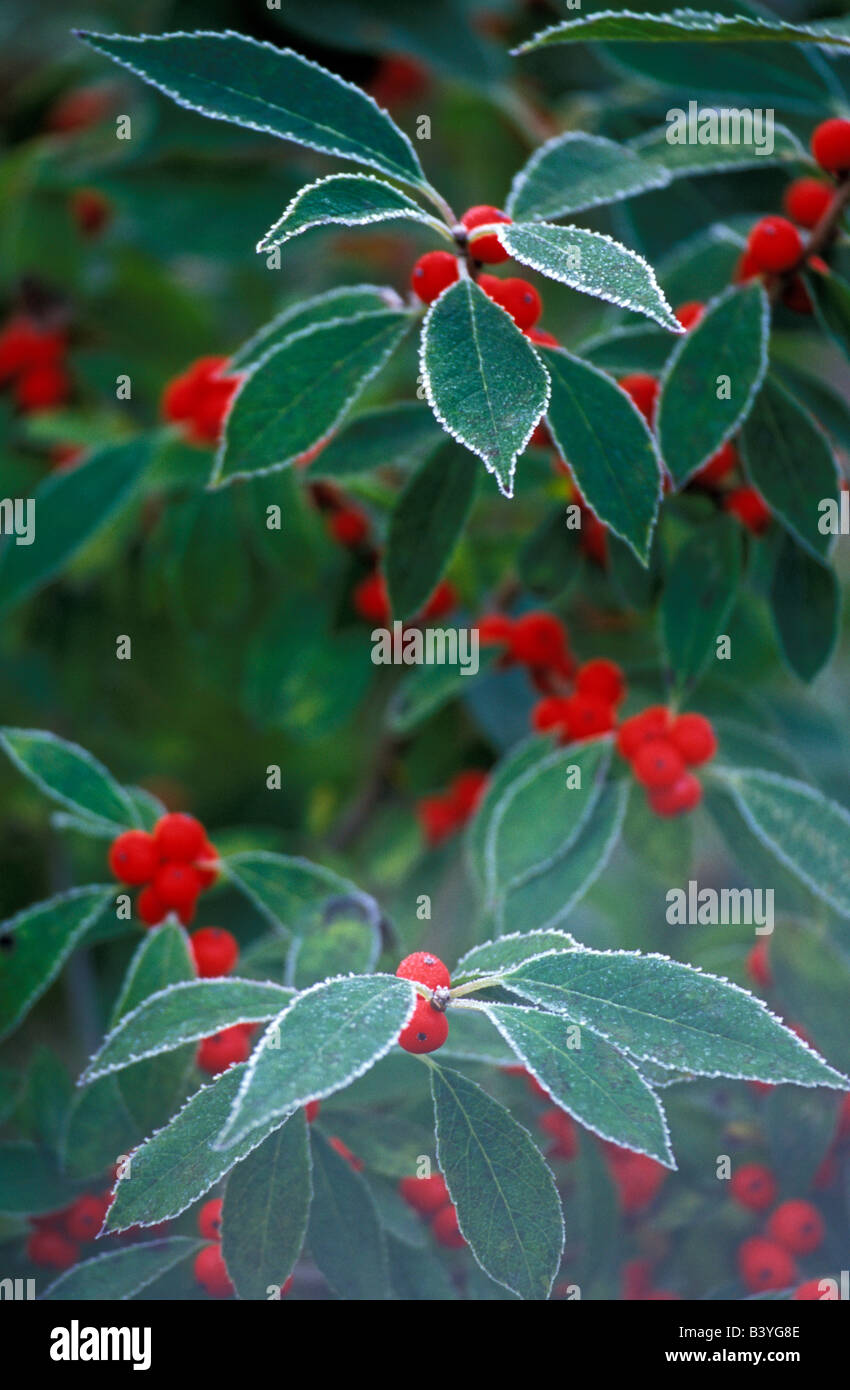 North America, United States, New England. Holly Berries with frost. Stock Photo