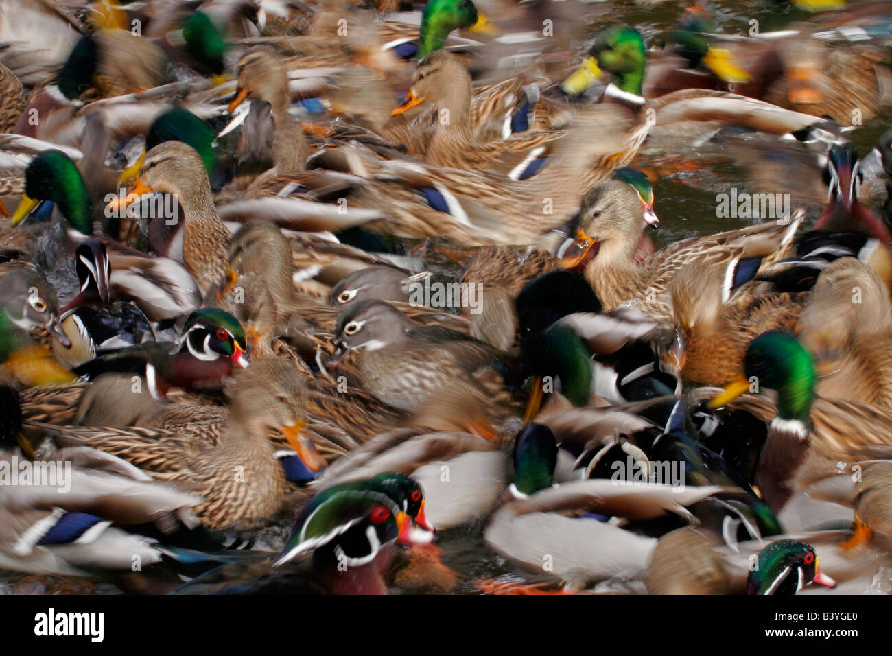 USA, New Mexico, Albuquerque, Rio Grande Zoo. Waterfowl blur. Stock Photo