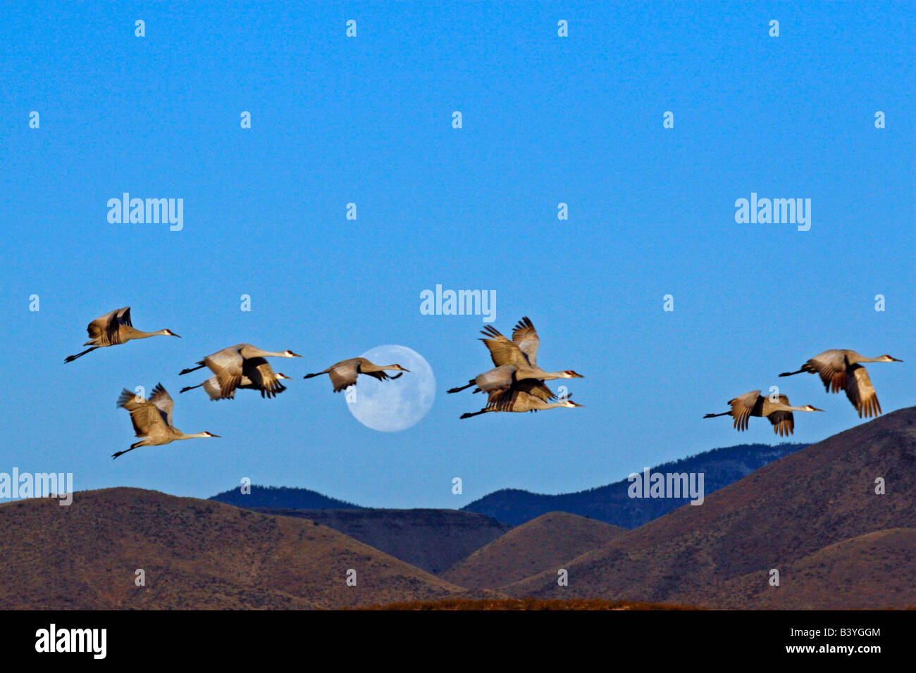 USA, New Mexico, Bosque Del Apache National Wildlife Refuge. Sandhill cranes (Grus canadensis) flying past a setting full moon. Stock Photo