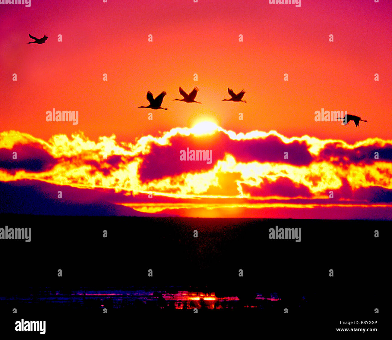 USA, New Mexico, Bosque Del Apache National Wildlife Refuge. Sandhill ...