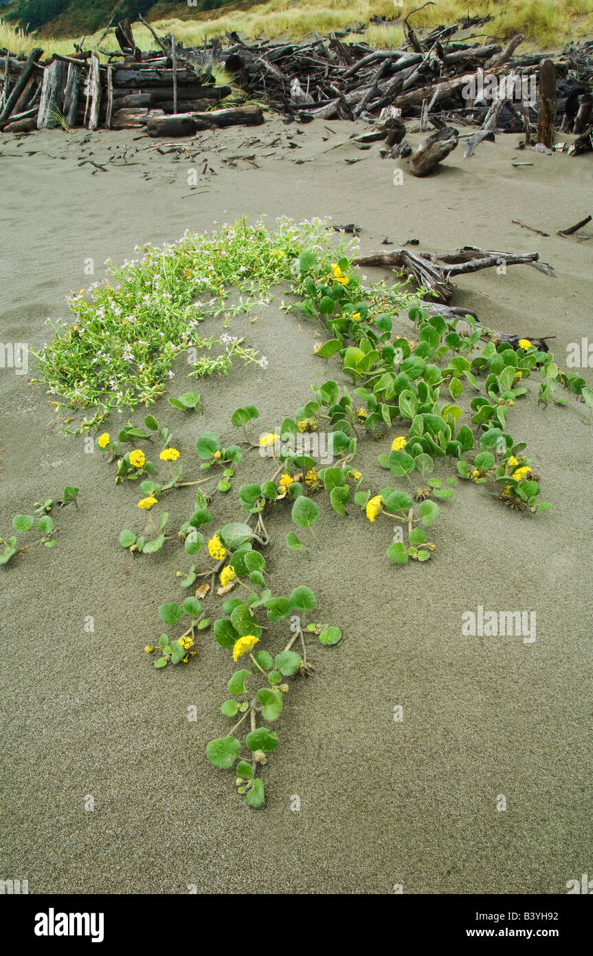 USA, Oregon. Flowers grow in sand along coast Stock Photo Alamy