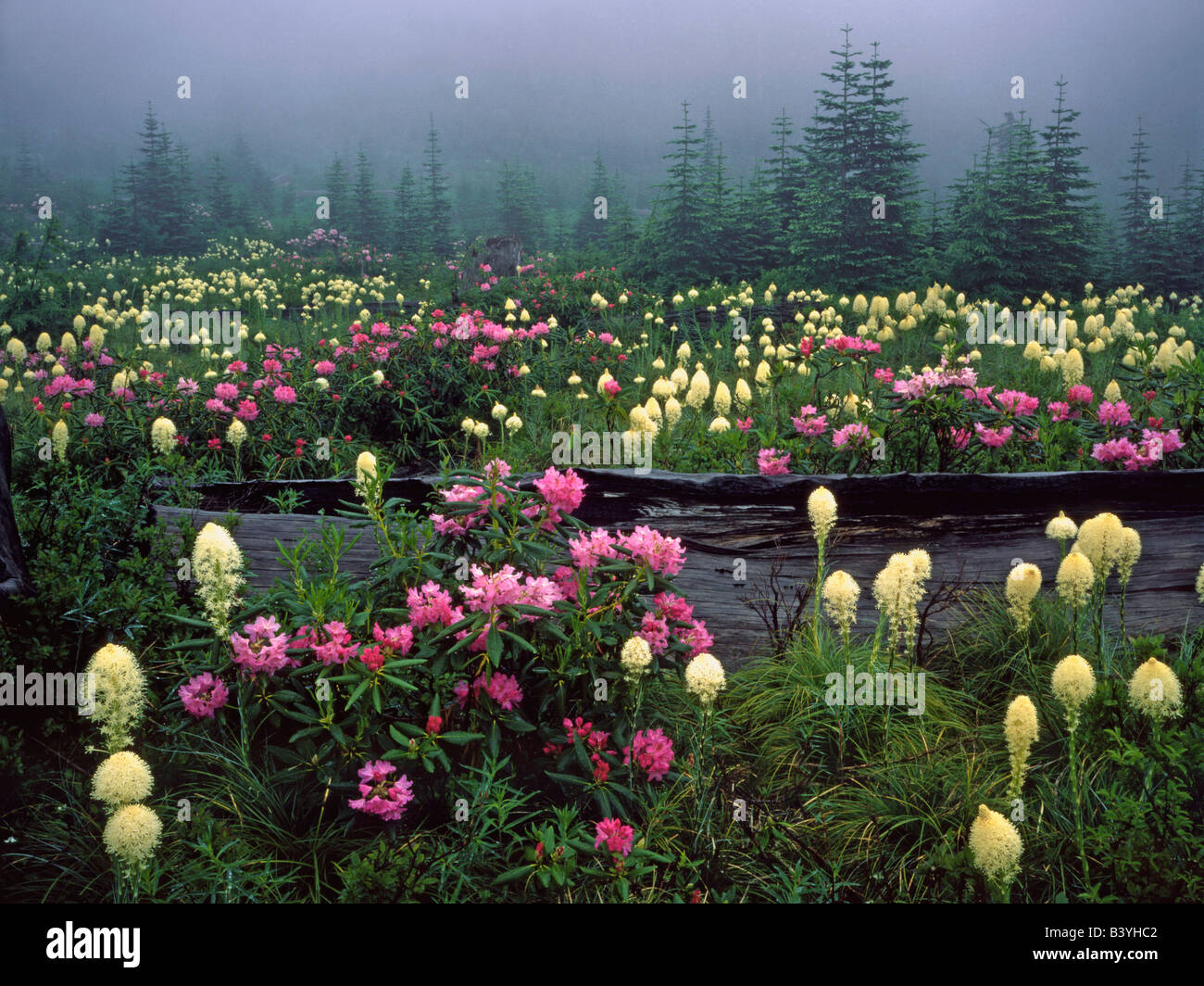 USA, Oregon, Mt. Hood National Forest. Meadow of wild rhododendrons and