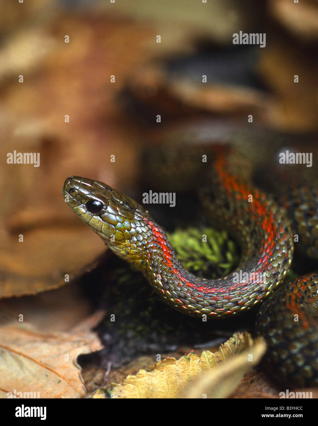 USA, Oregon, Multnomah County. Garter snake in garden. Stock Photo
