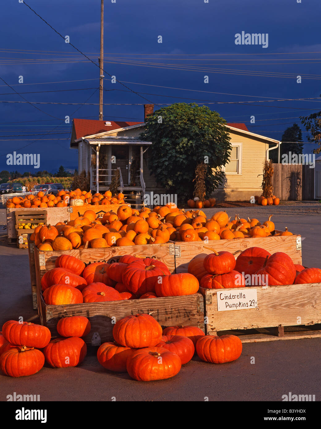 USA, Oregon, Portland. Evening light on bins of pumpkins for sale at