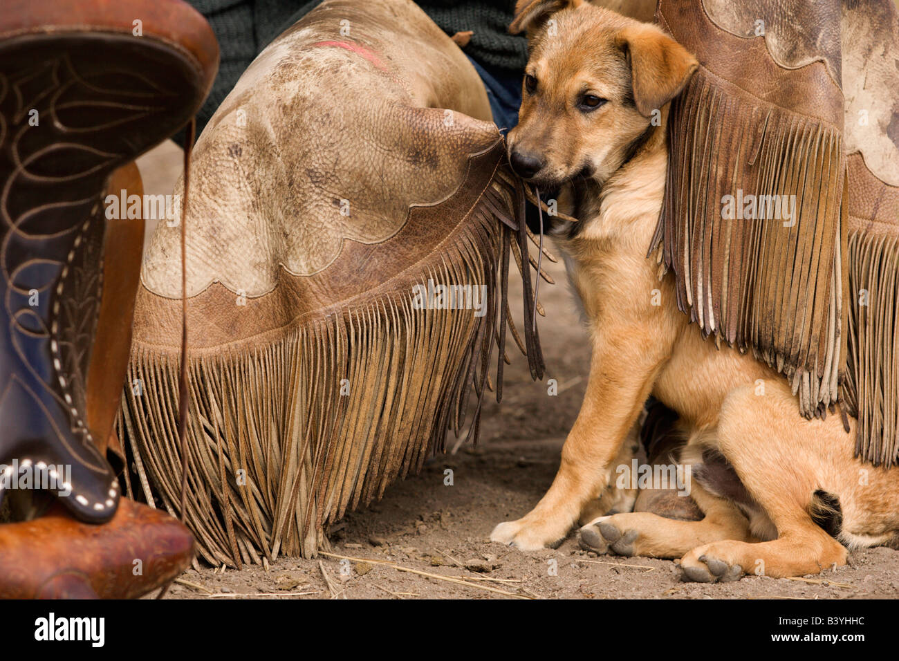 USA, Oregon, Seneca, Ponderosa Ranch. A puppy chewing the fringe on a cowboy's leather chaps. Stock Photo