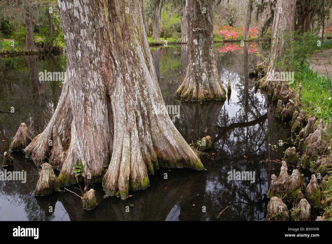 Cypress tree and cypress knees along pond, Magnolia Plantation, Charleston, South Carolina Stock